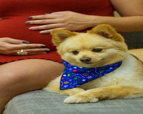 记录囊胚移植五天的反应,代孕产品中心-包成功代孕地址